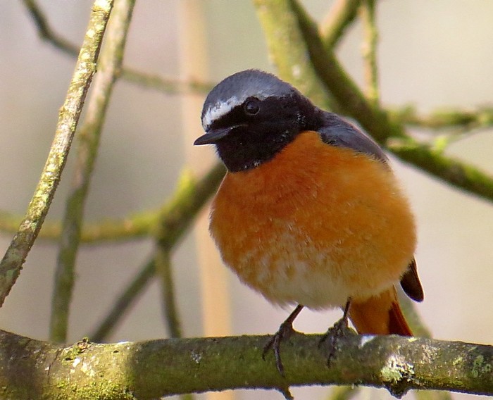 Redstart