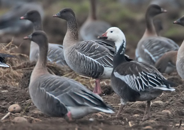 Lesser Snow Goose