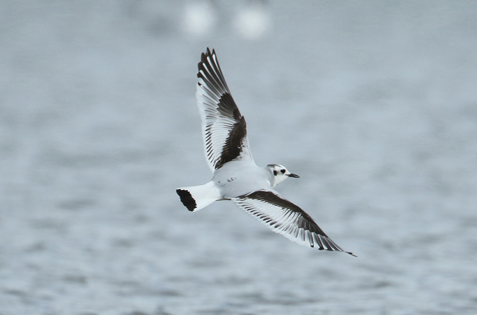 Little Gull