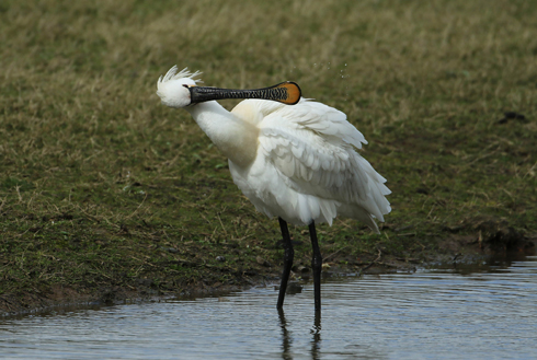 Spoonbill