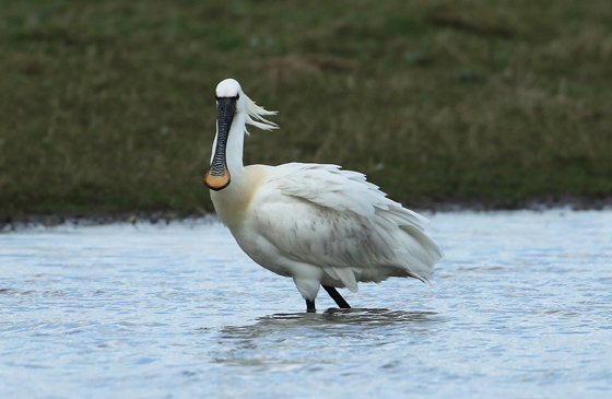 Spoonbill