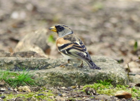 Brambling