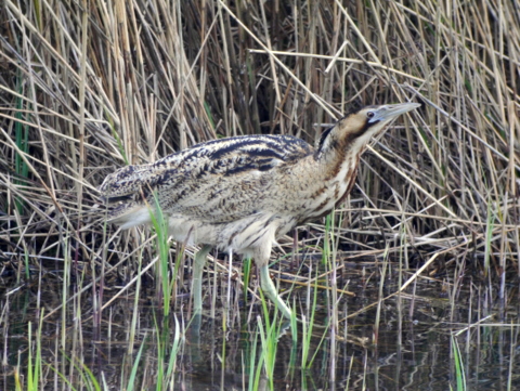 Bittern