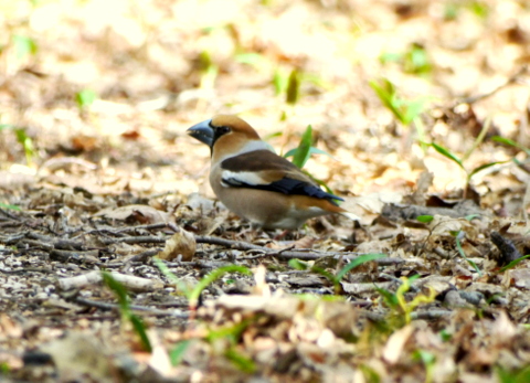 Hawfinch
