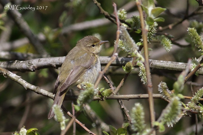 Iberian Chiffchaff