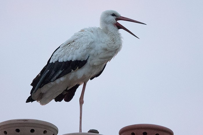 White Stork