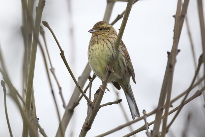 Cirl Bunting