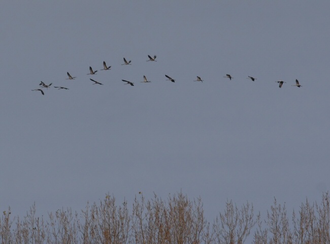 Common Crane