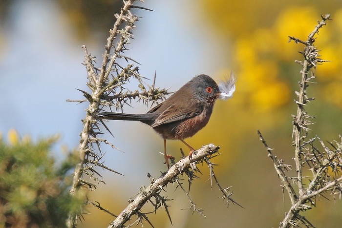 Dartford Warbler