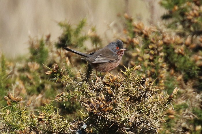 Dartford Warbler