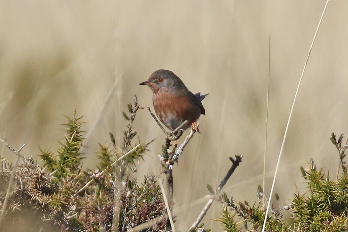 Dartford Warbler