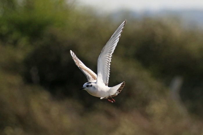 Little Gull