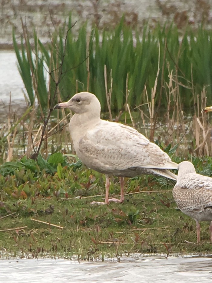 Glaucous Gull