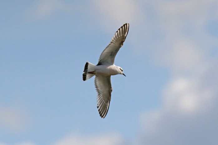 Little Gull