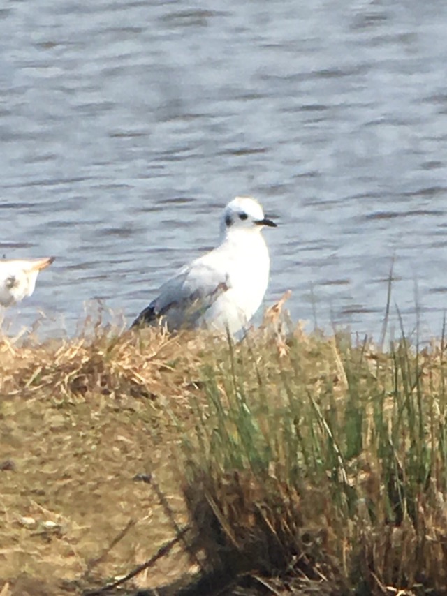 Bonaparte's Gull