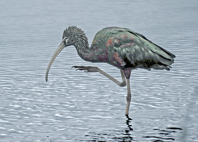 Glossy Ibis