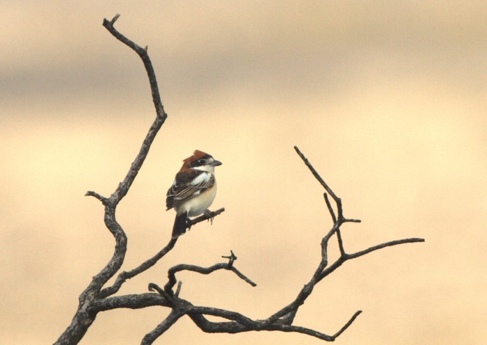 Woodchat Shrike