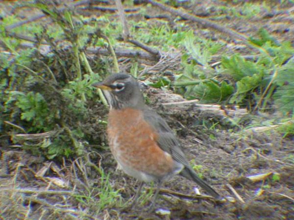 American Robin