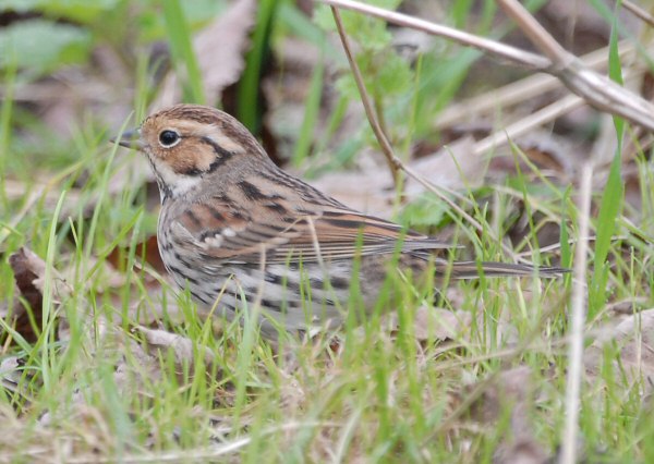 Little Bunting
