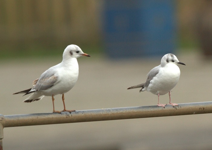 Bonaparte's Gull