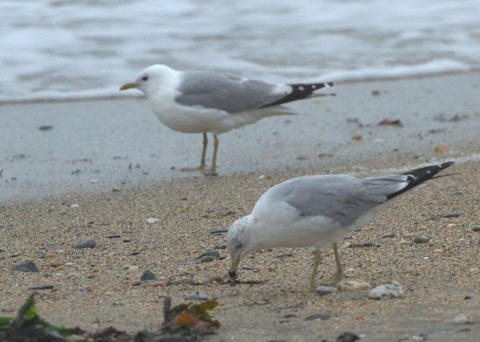 Ring-billed Gull