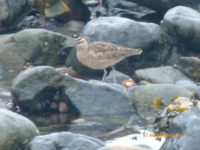 Hudsonian Whimbrel