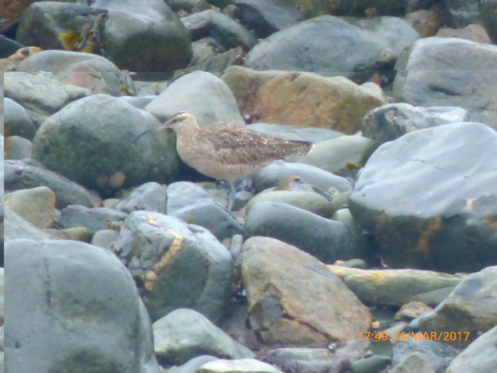 Hudsonian Whimbrel