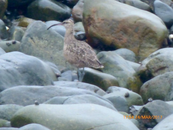 Hudsonian Whimbrel