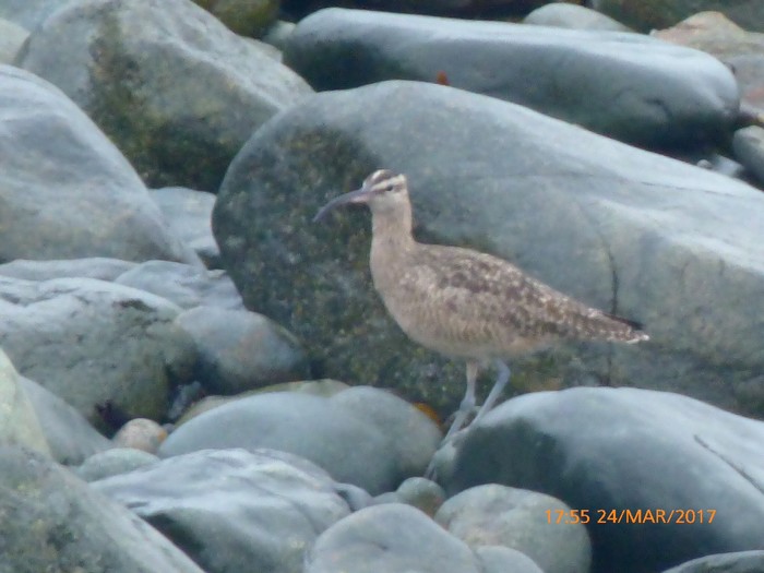 Hudsonian Whimbrel