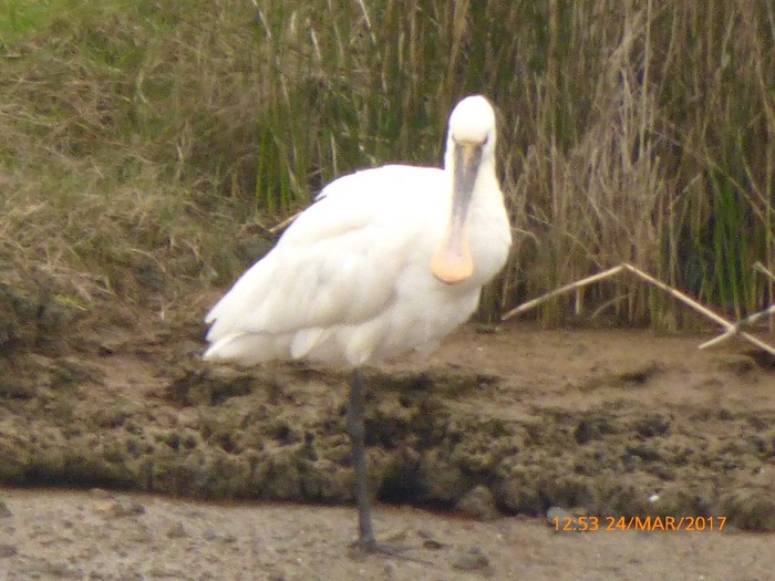 Spoonbill