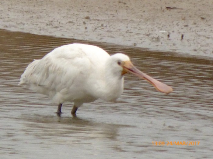 Spoonbill