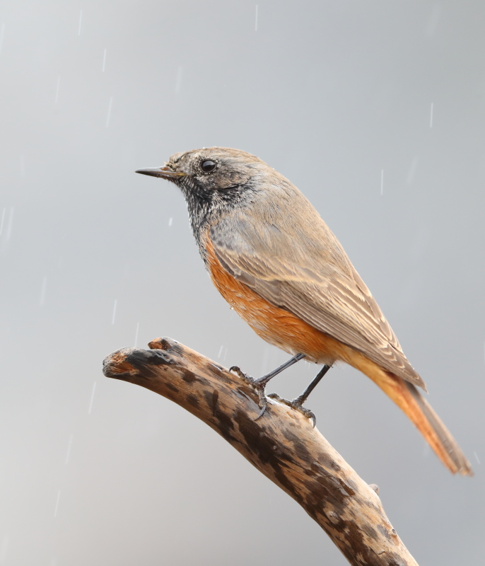 Eastern Black Redstart