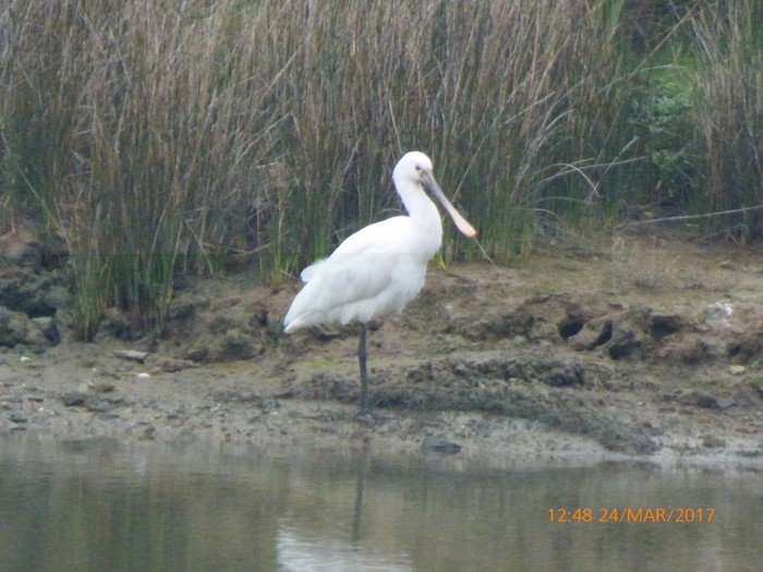 Spoonbill