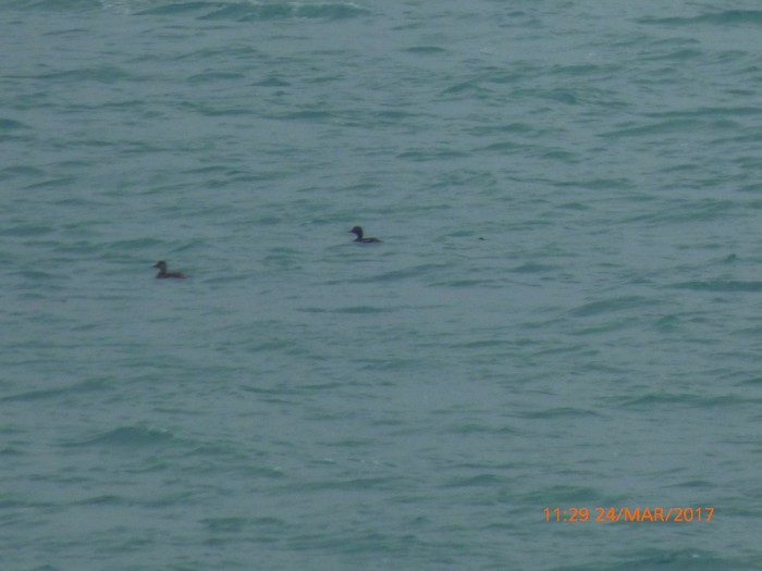 Velvet Scoter