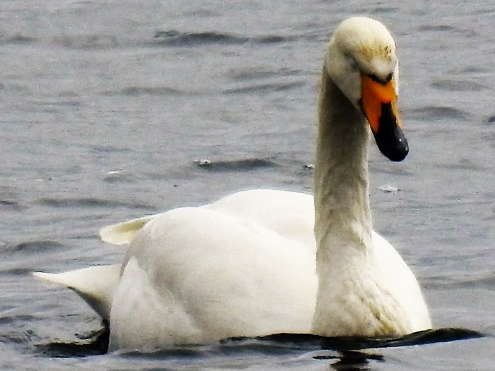 Whooper Swan
