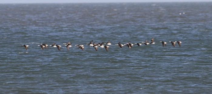 Long-tailed Duck