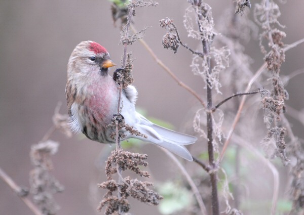 Mealy Redpoll