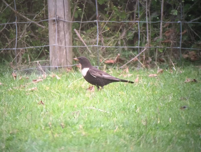 Ring Ouzel