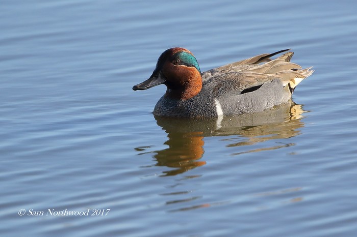 Green-winged Teal