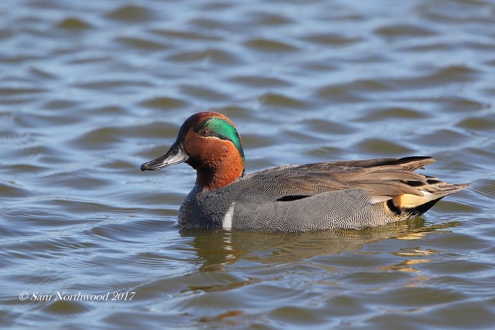 Green-winged Teal