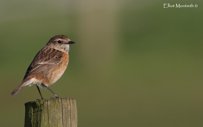 Stonechat