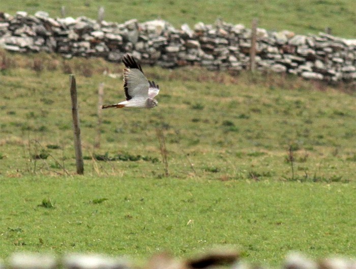 Northern Harrier
