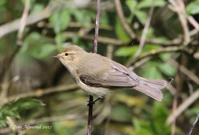 Iberian Chiffchaff