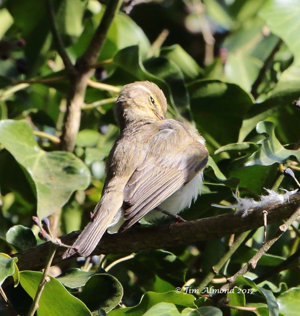Iberian Chiffchaff