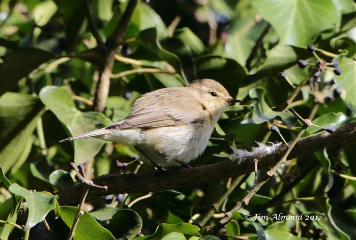 Iberian Chiffchaff