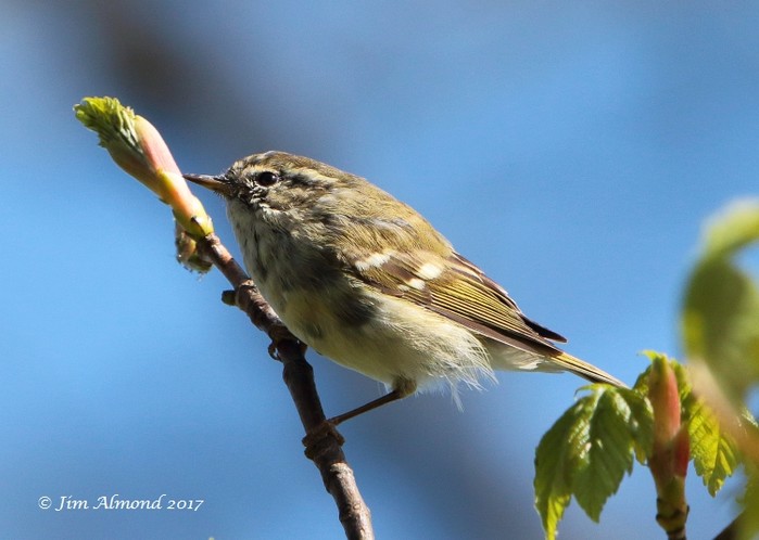 Yellow-browed Warbler