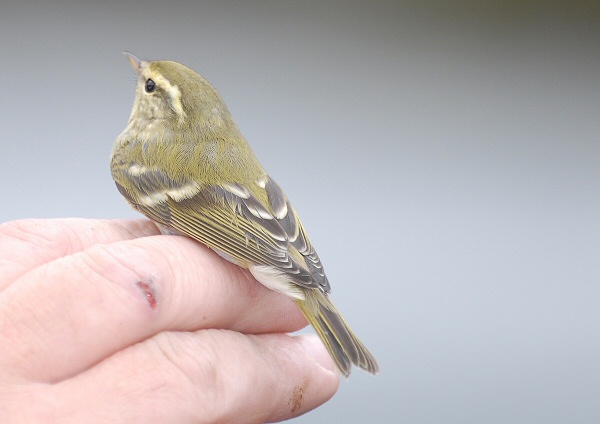 Yellow-browed Warbler