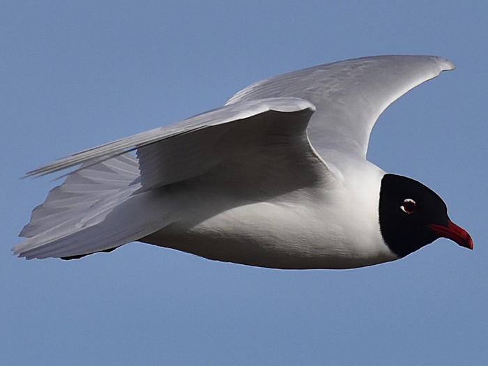 Mediterranean Gull