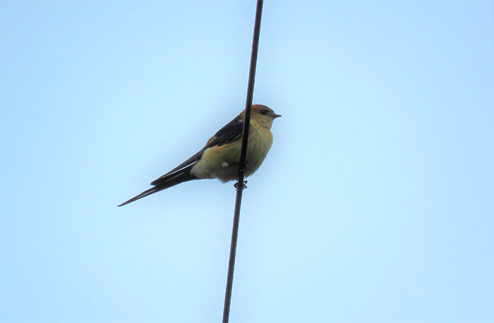 Red-rumped Swallow