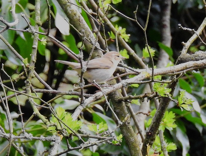 Iberian Chiffchaff